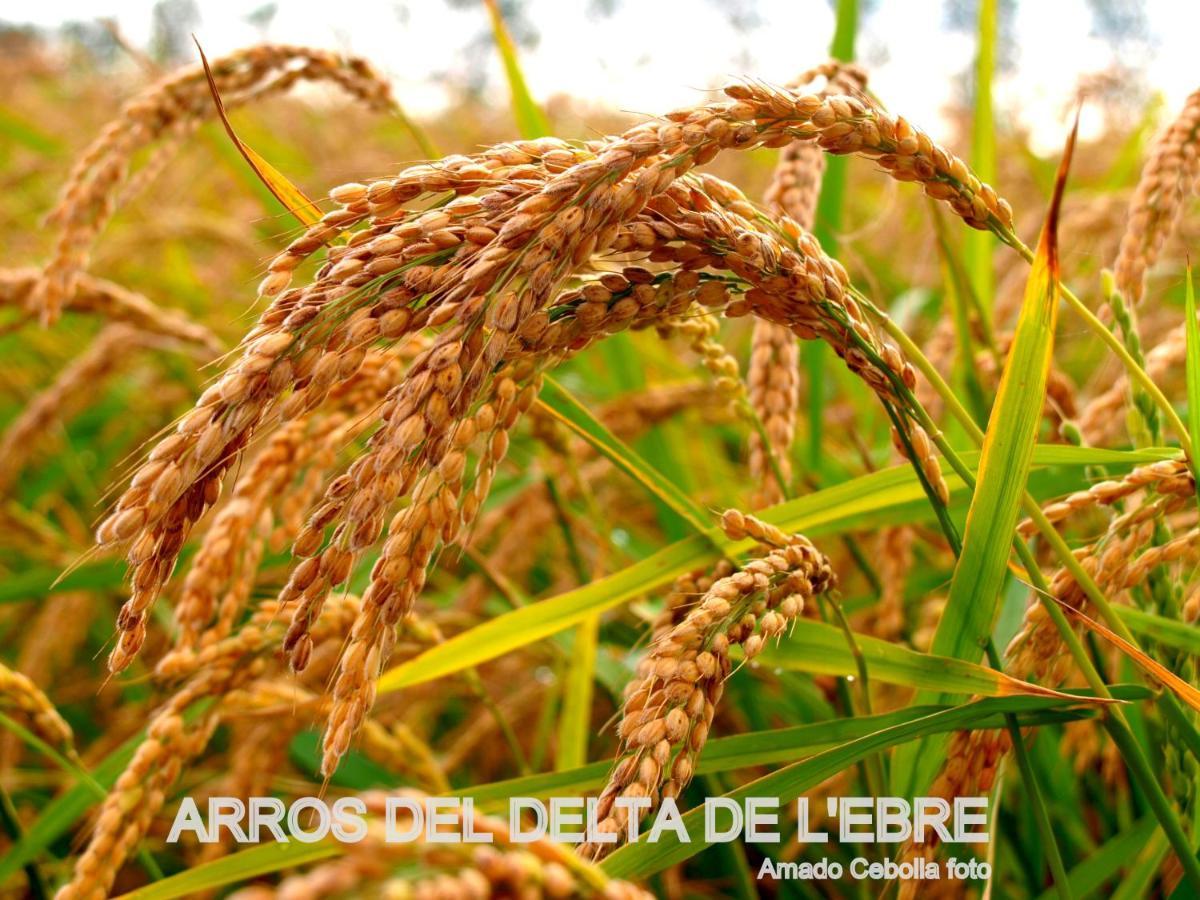 Villa Paquita - Delta De L'Ebre Deltebre Dış mekan fotoğraf